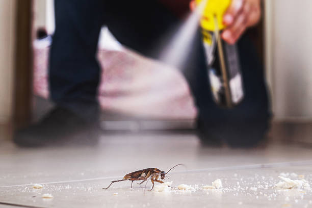 Best Pest Removal Services  in Mount Vernon, MD