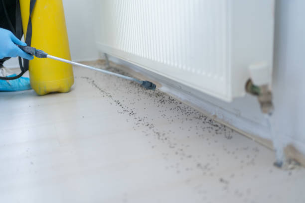 Best Rat Extermination Near Me  in Mount Vernon, MD